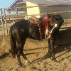 First saddleing