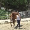 Build a relationship with your horse with trust and respect