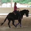 Reining training fundamentals